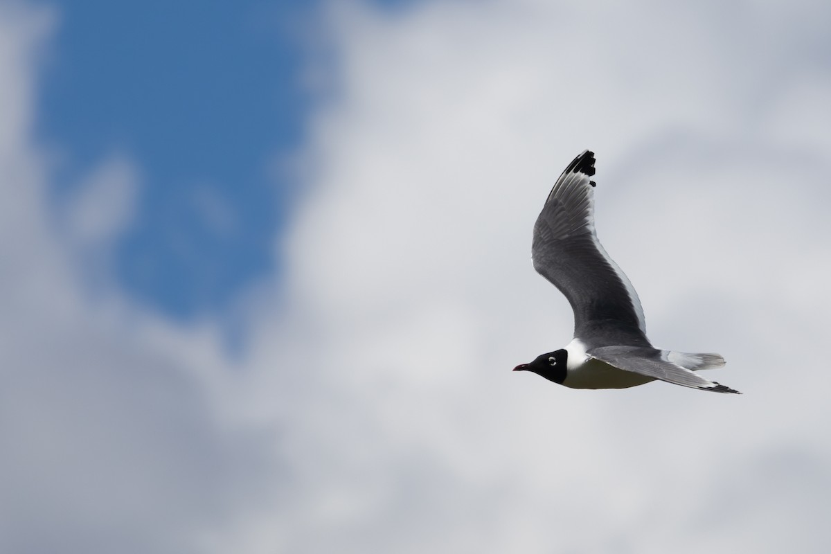 Franklin's Gull - ML638285547