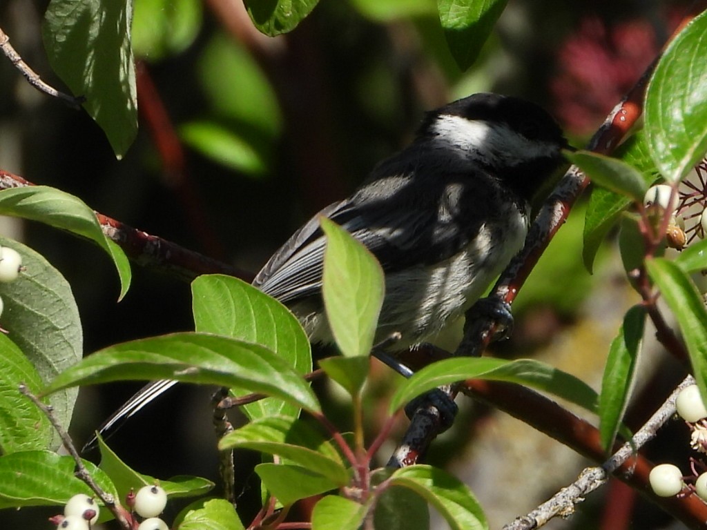 Black-capped Chickadee - ML638285548