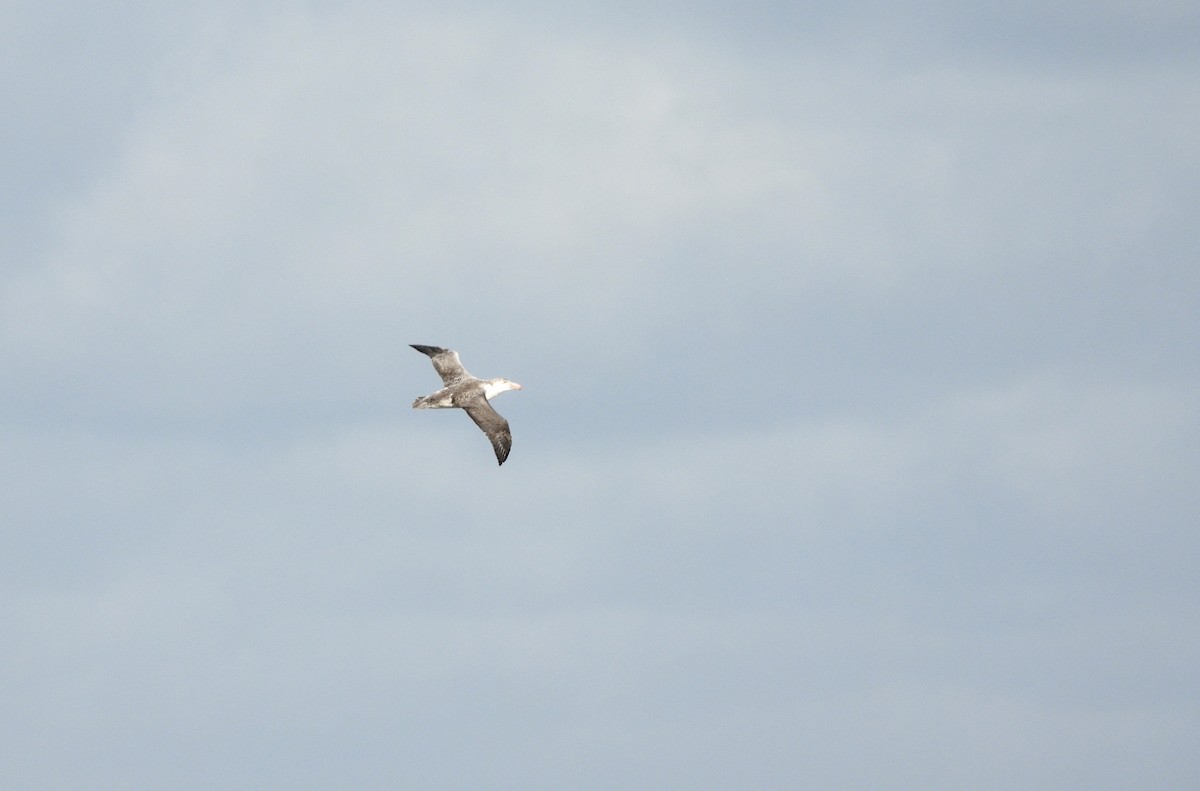 Northern Giant-Petrel - ML638285564