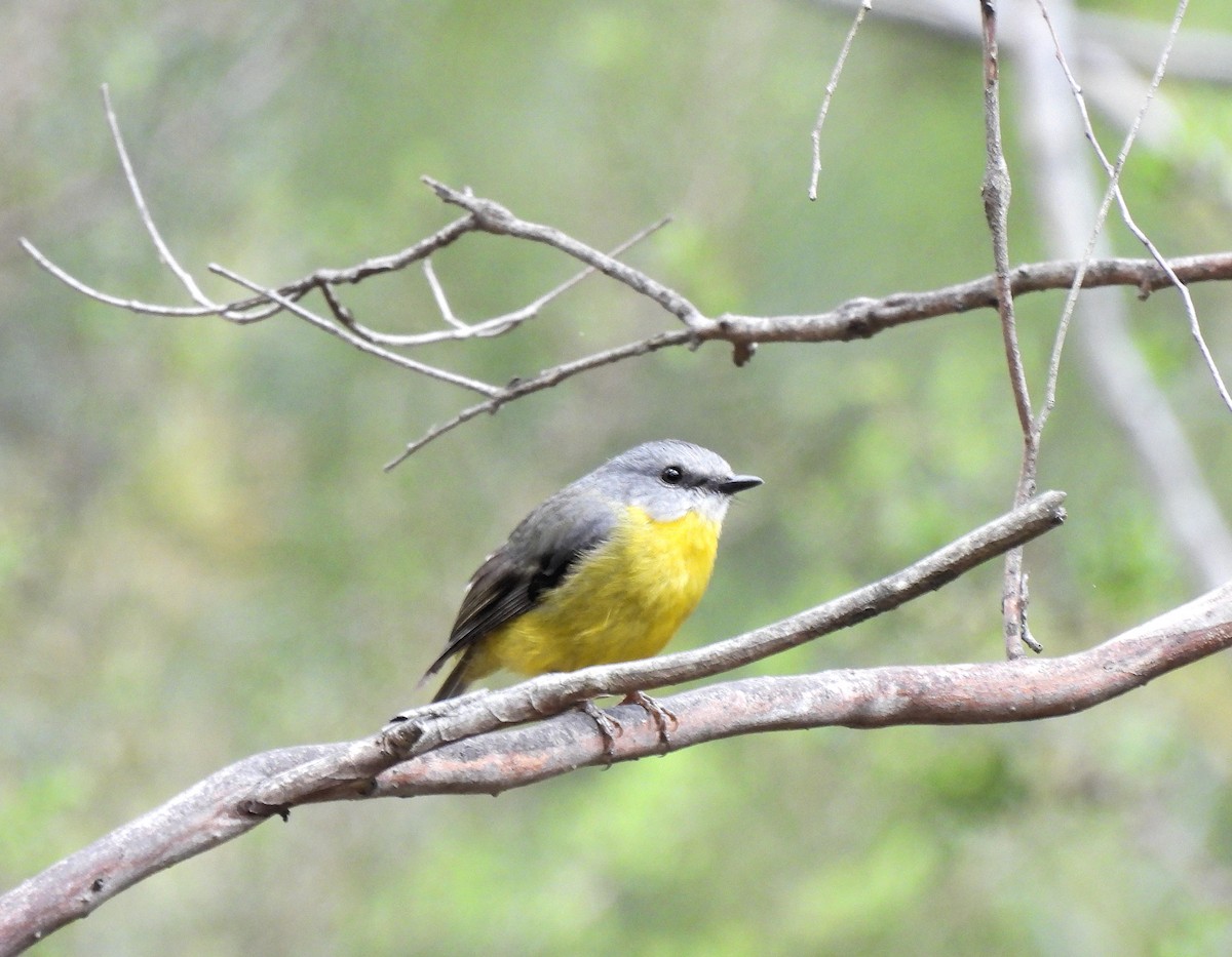Eastern Yellow Robin - ML638285572