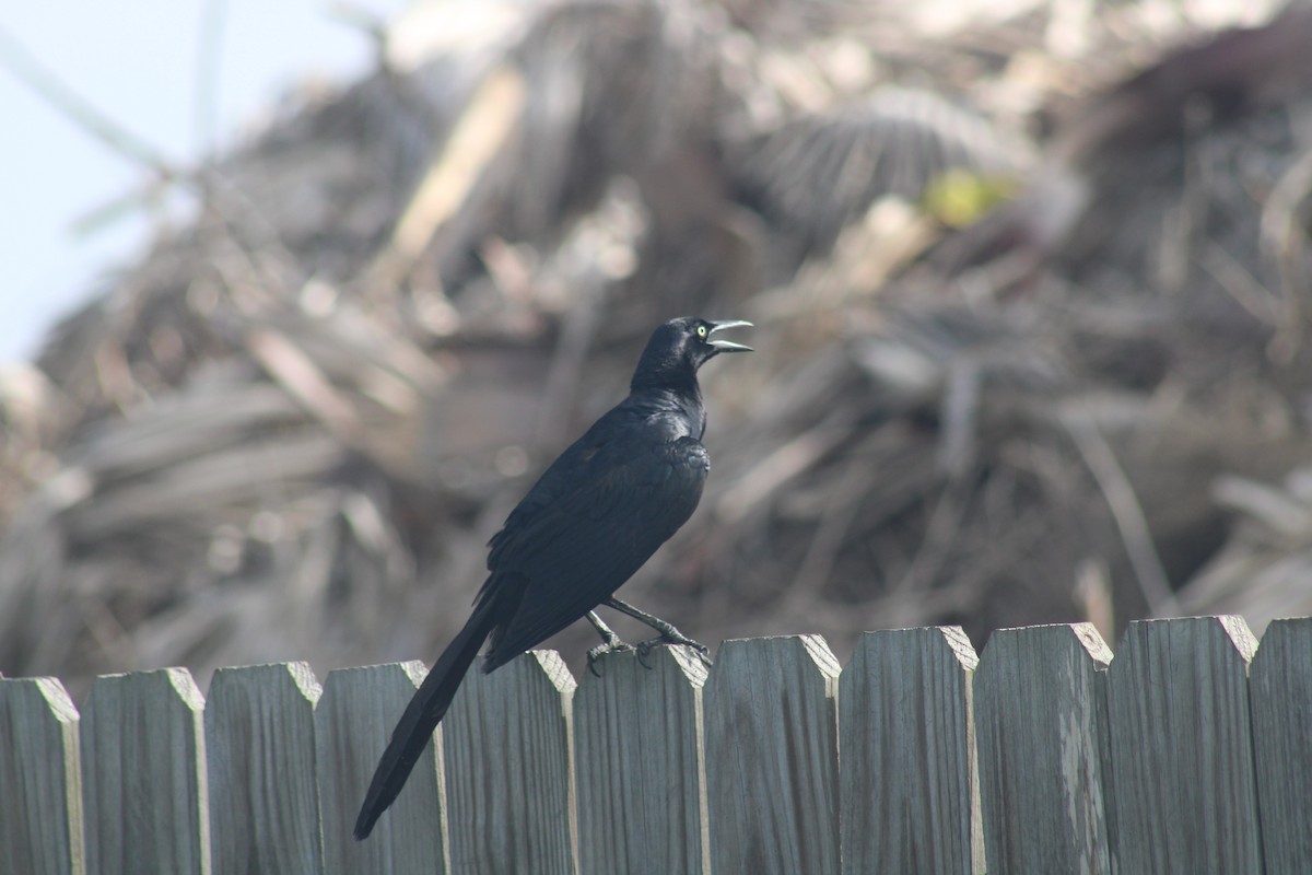 Great-tailed Grackle - ML638285576