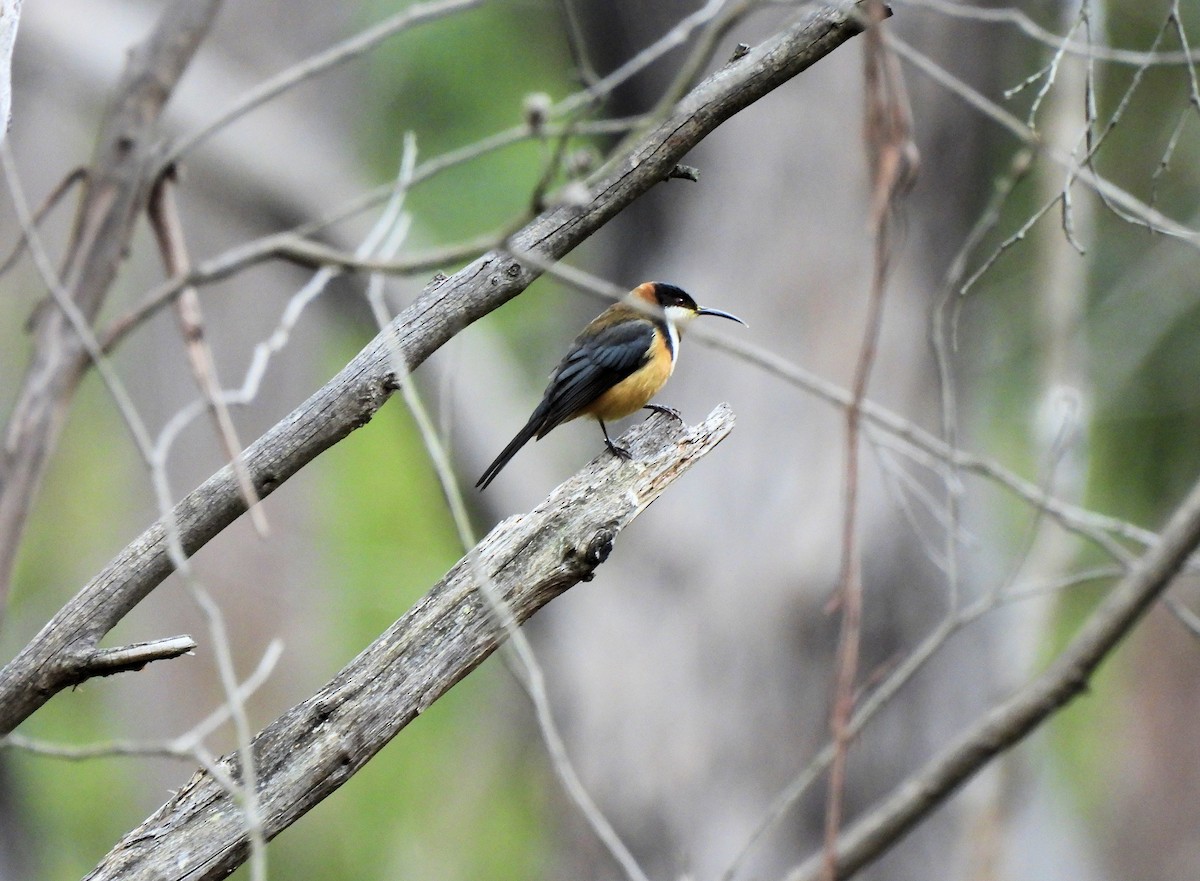Eastern Spinebill - ML638285587