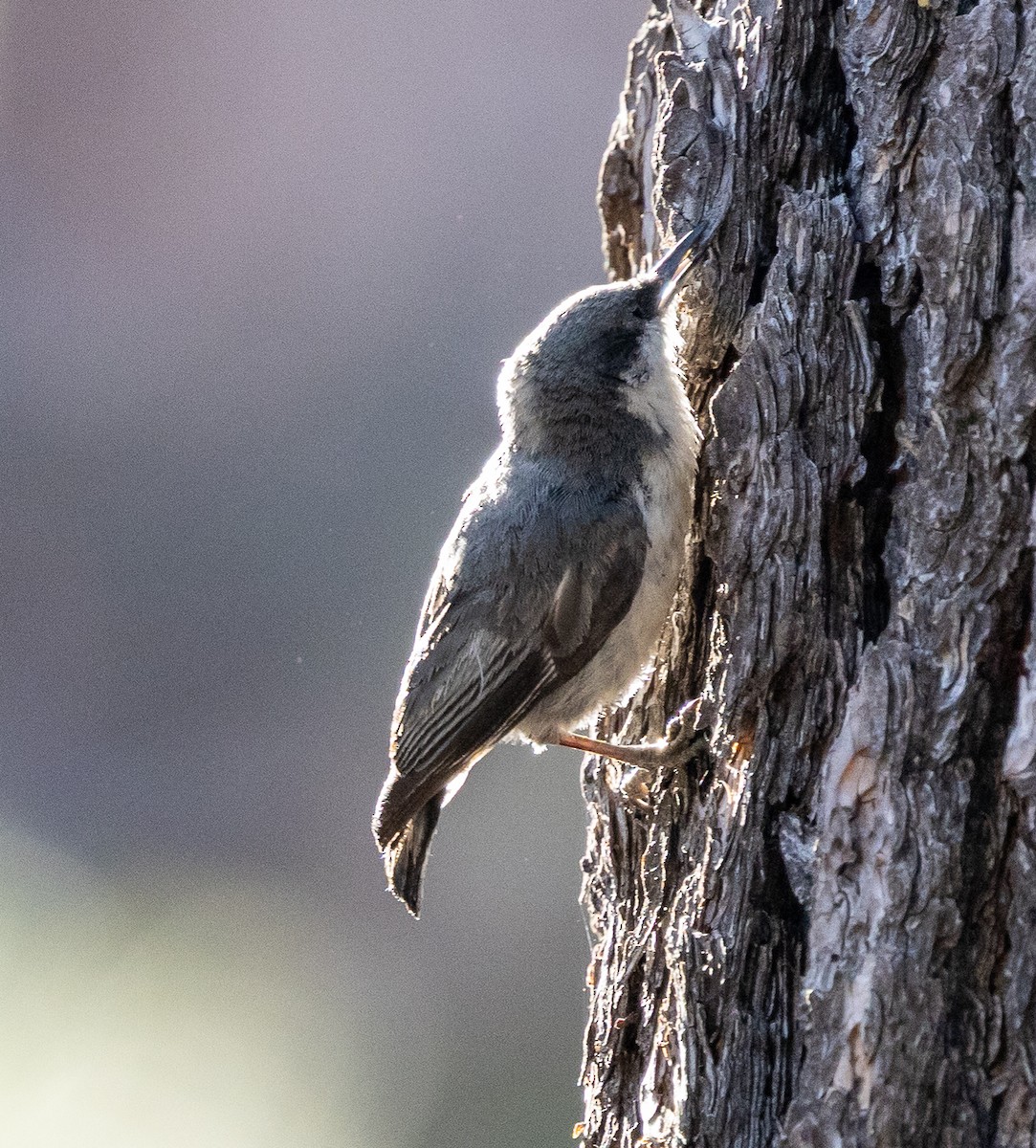 Pygmy Nuthatch - ML638285592