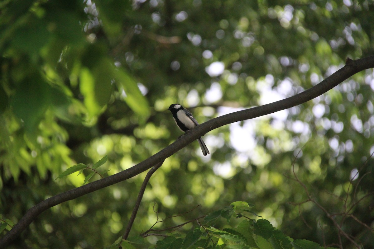 Asian Tit - ML638285600