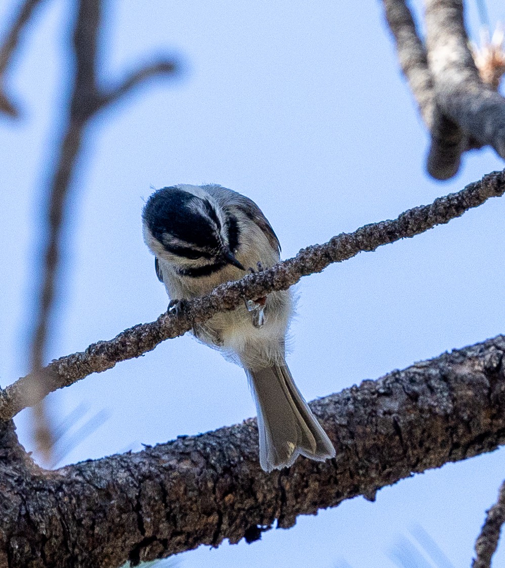 Mountain Chickadee - ML638285602