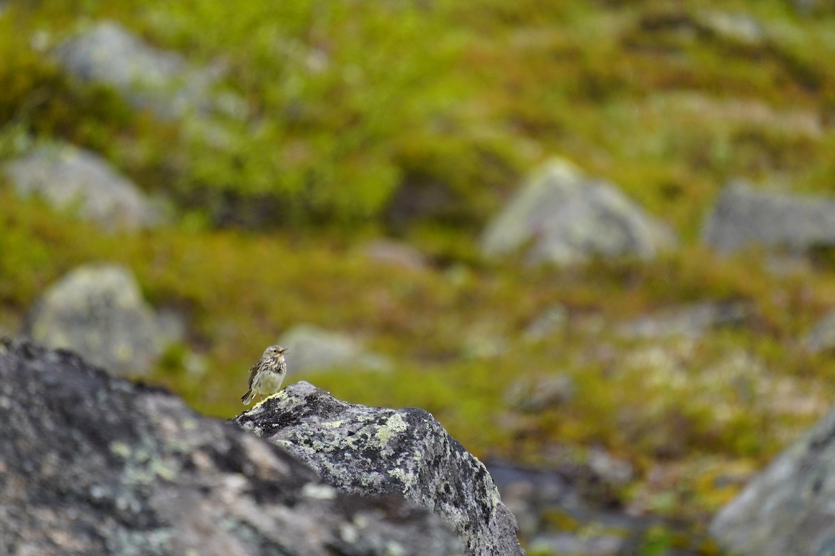 Meadow Pipit - ML638285606