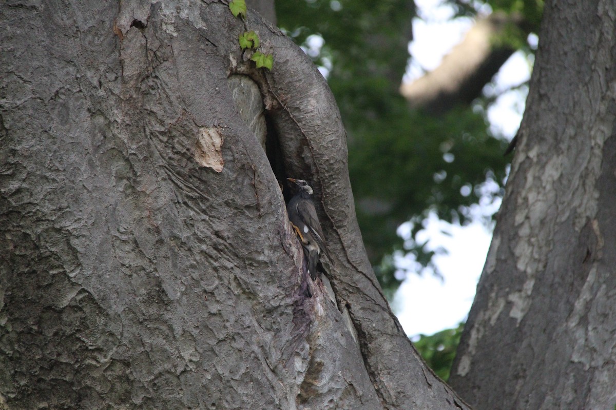 White-cheeked Starling - ML638285608