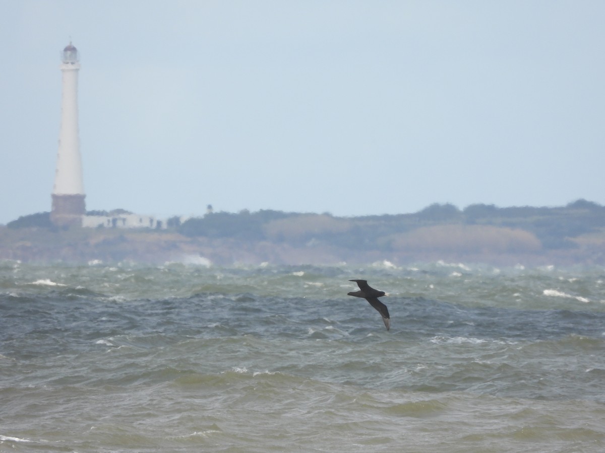 Southern Giant-Petrel - ML638285609