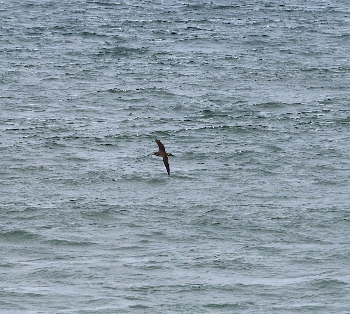 Cory's Shearwater - ML638285611