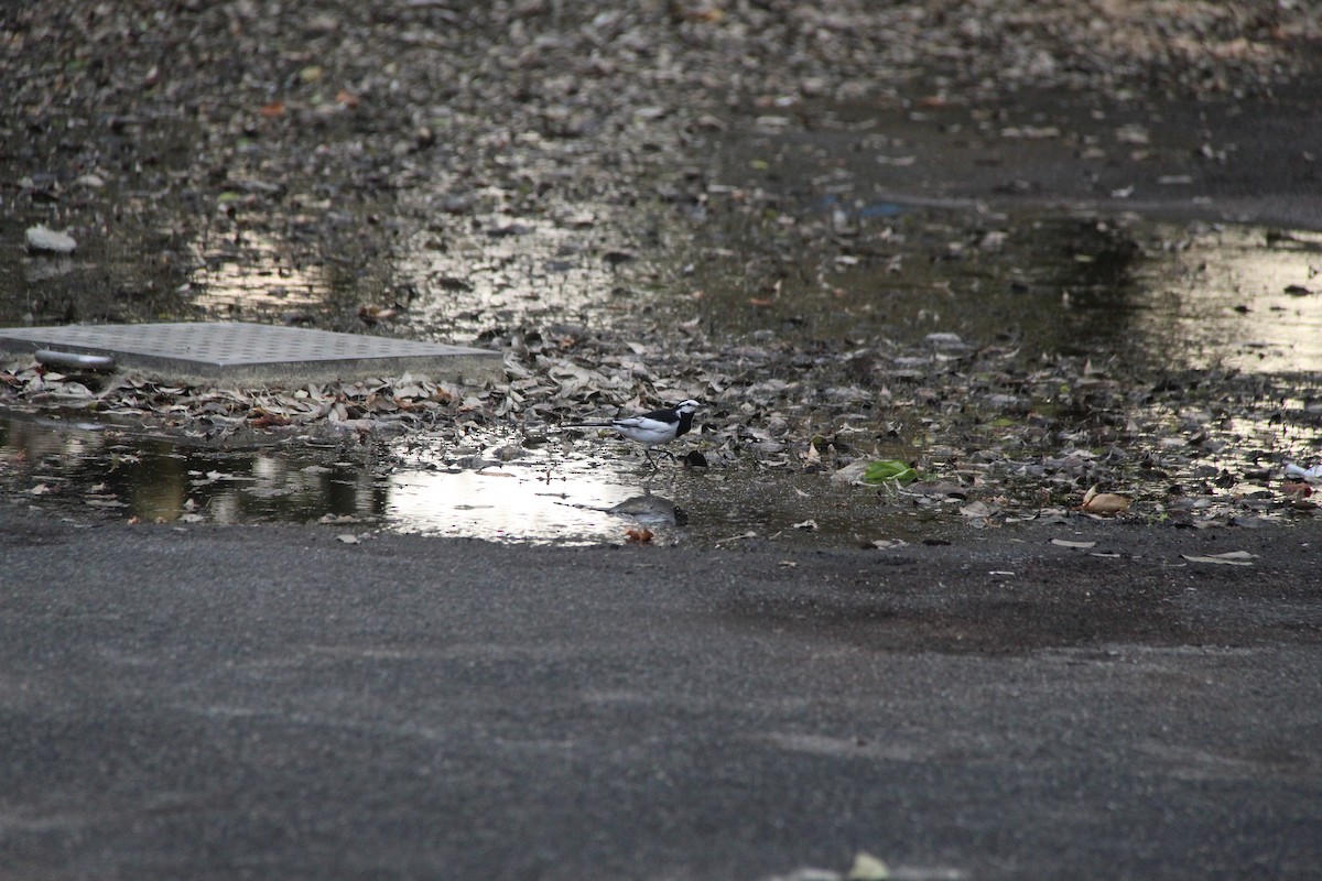 White Wagtail - ML638285616