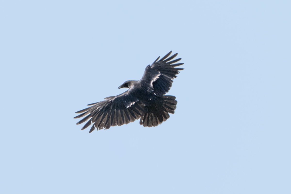 Carrion Crow - ML638285617