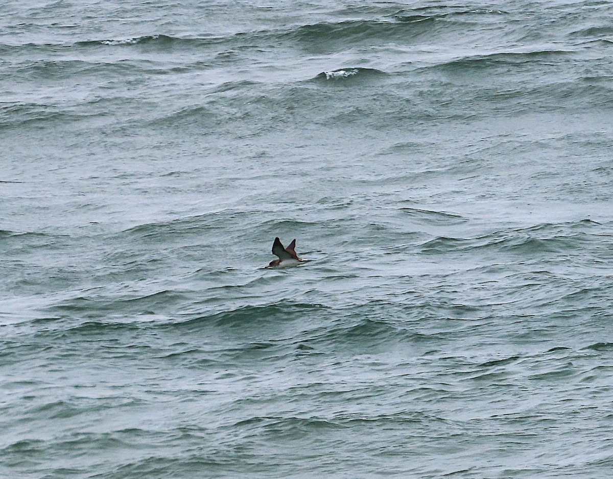 Cory's Shearwater - ML638285632