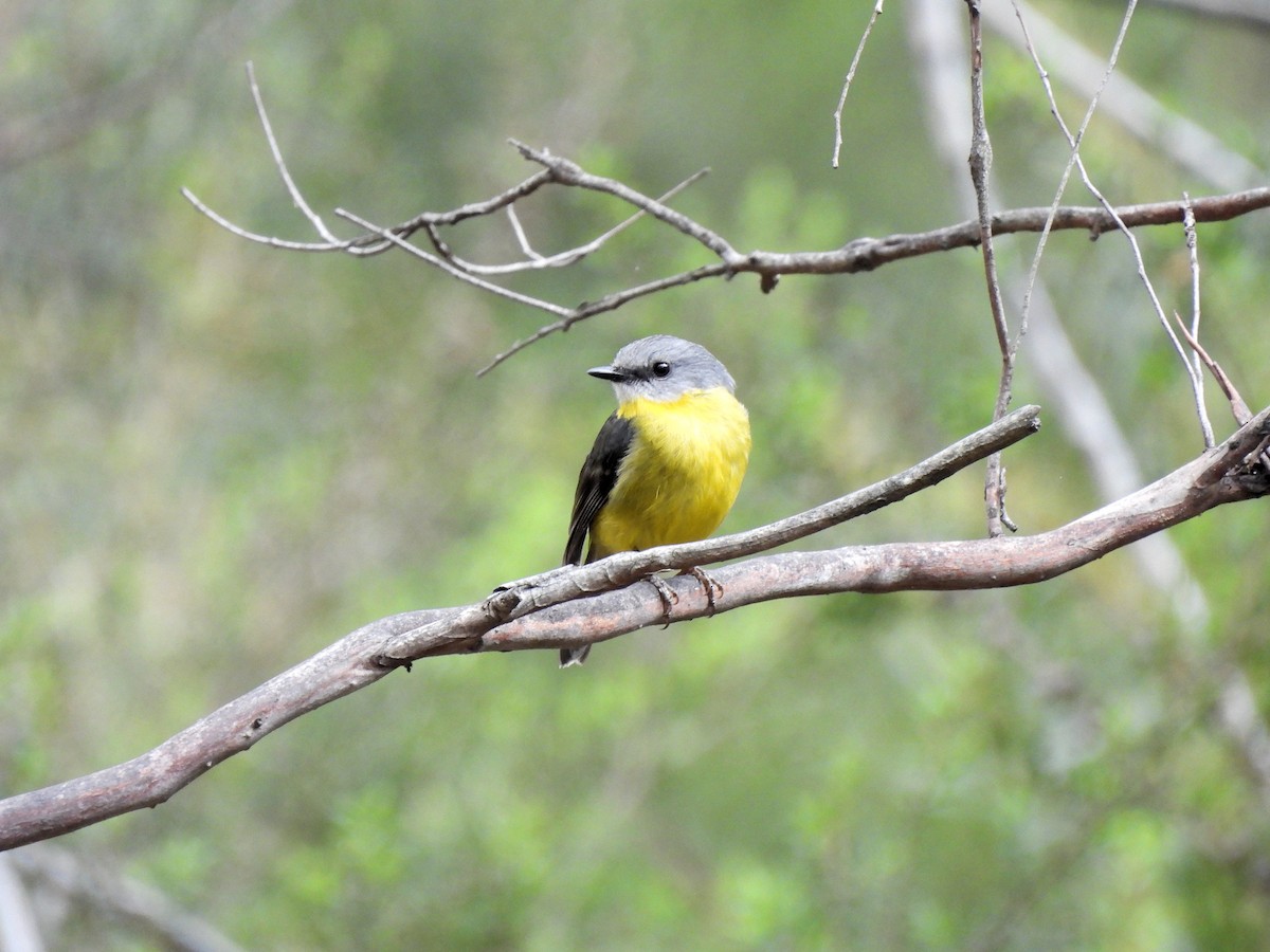 Eastern Yellow Robin - ML638285633