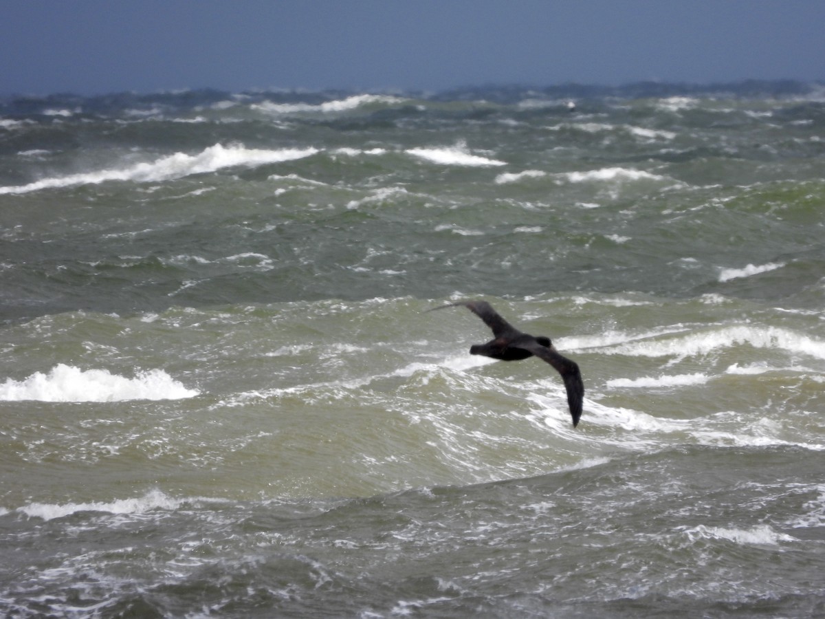 Southern Giant-Petrel - ML638285634