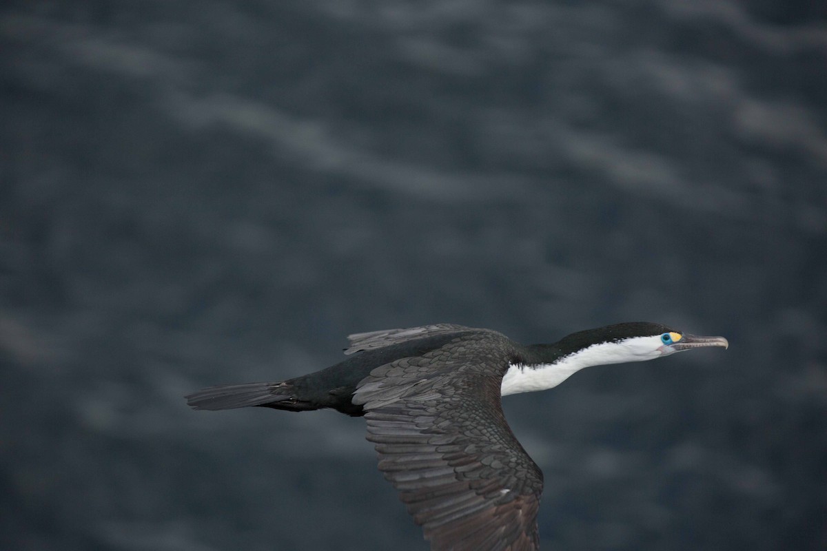Cormoran varié - ML638285639