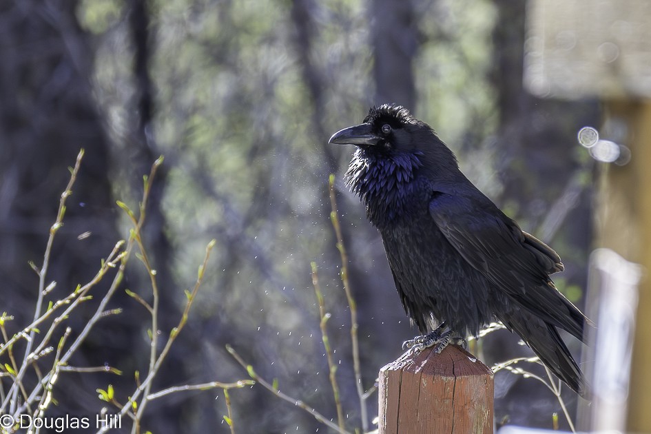 Common Raven - ML638285645