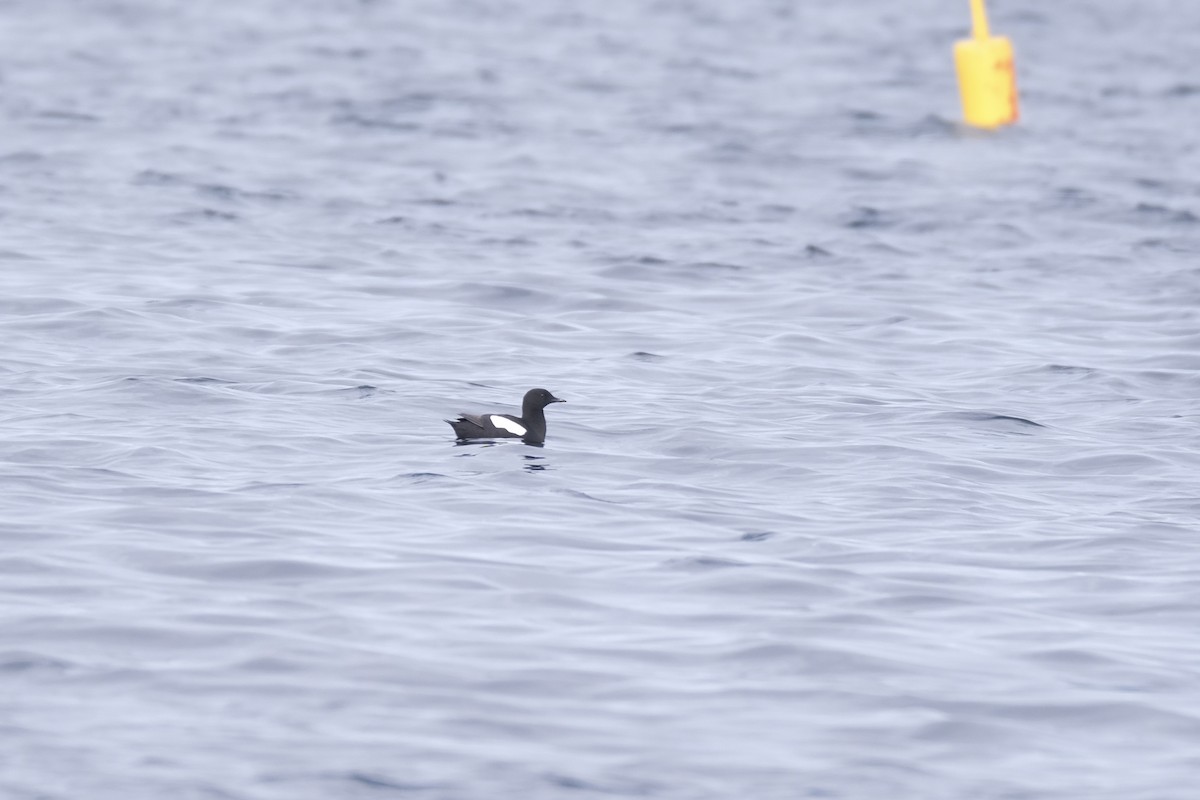 Black Guillemot - ML638285646