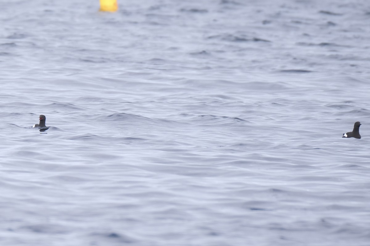 Black Guillemot - ML638285647