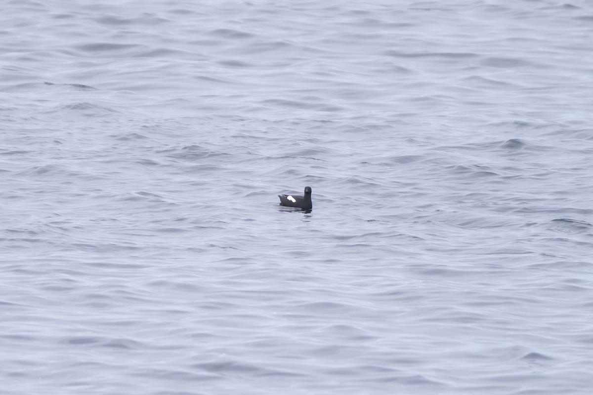 Black Guillemot - ML638285648