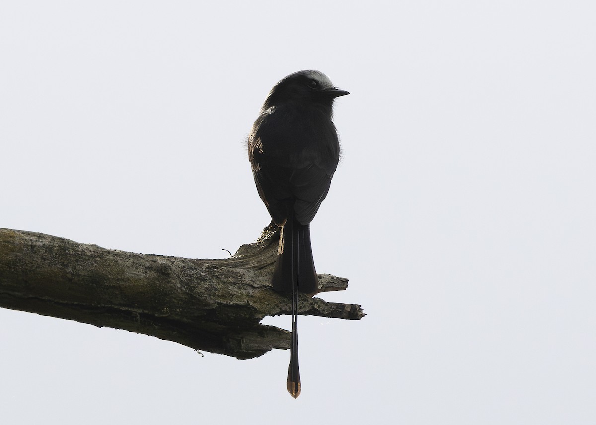 Long-tailed Tyrant - ML638285651