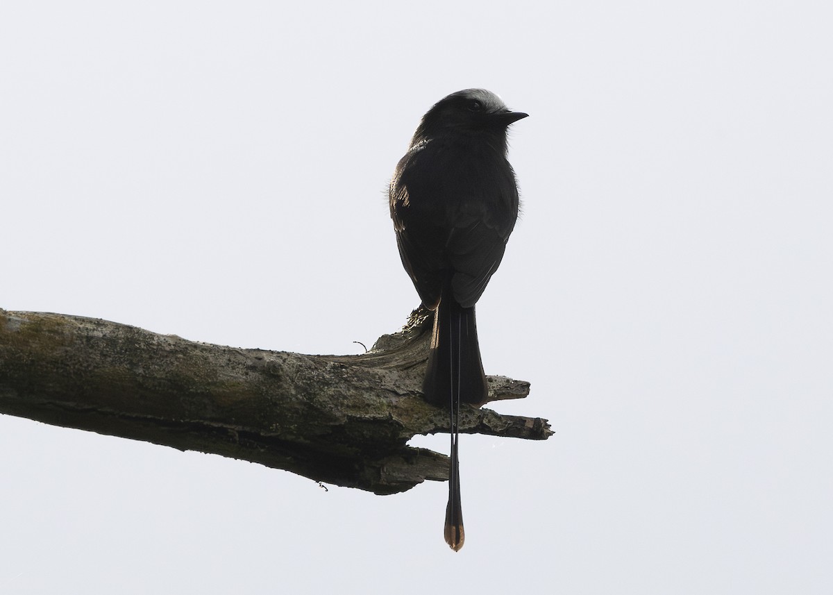 Long-tailed Tyrant - ML638285652