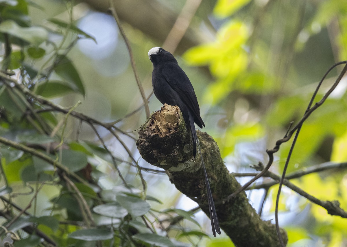 Long-tailed Tyrant - ML638285655