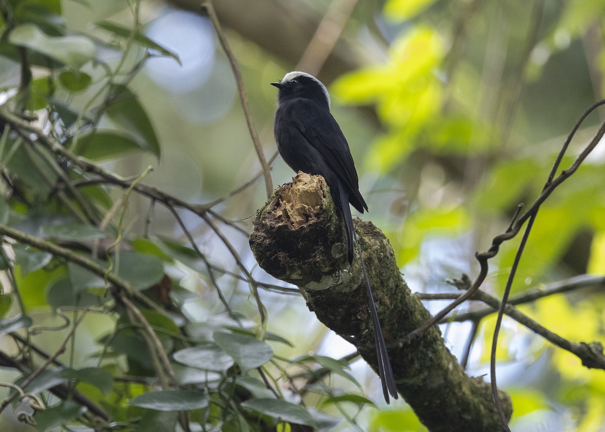 Long-tailed Tyrant - ML638285656