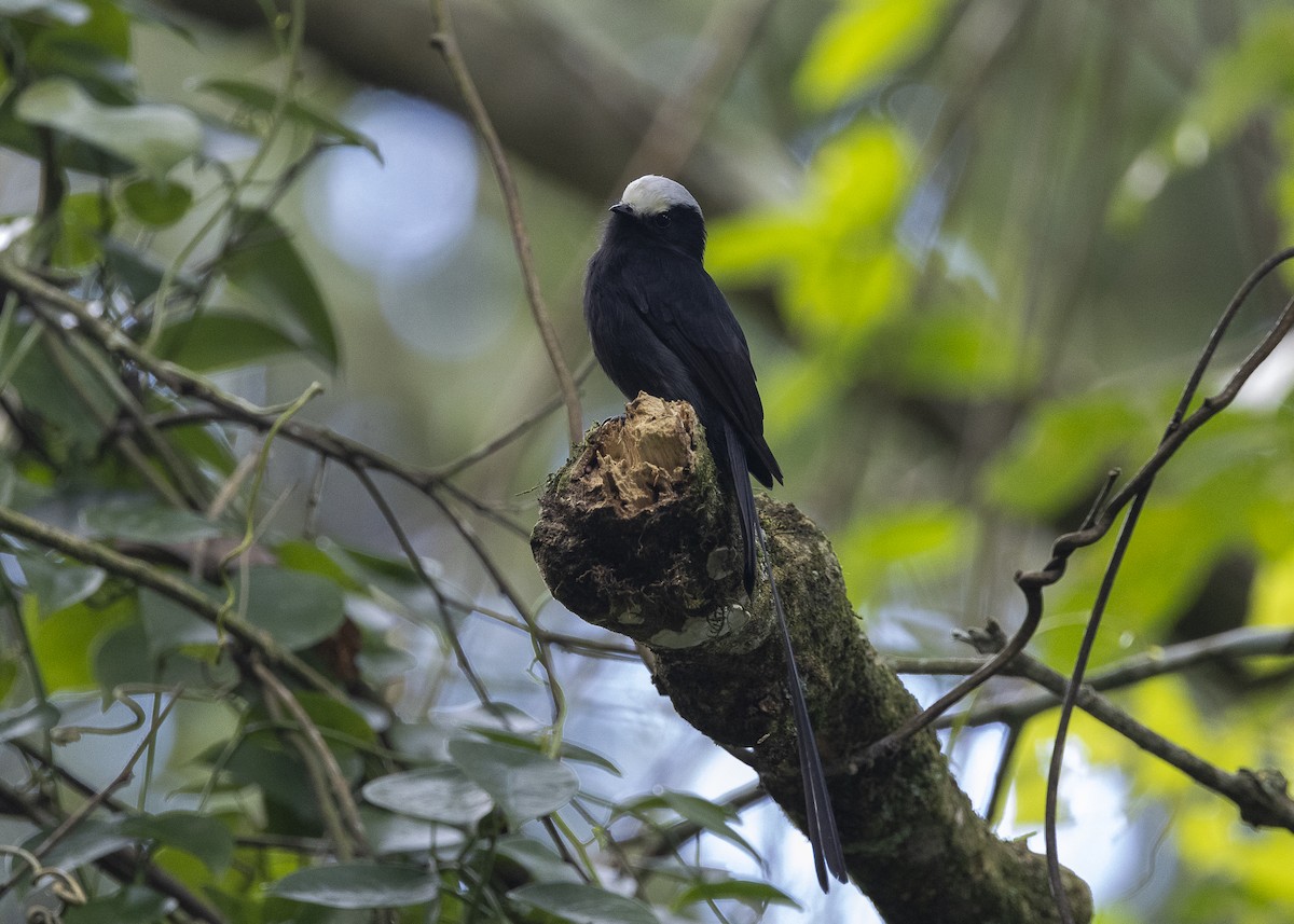 Long-tailed Tyrant - ML638285658