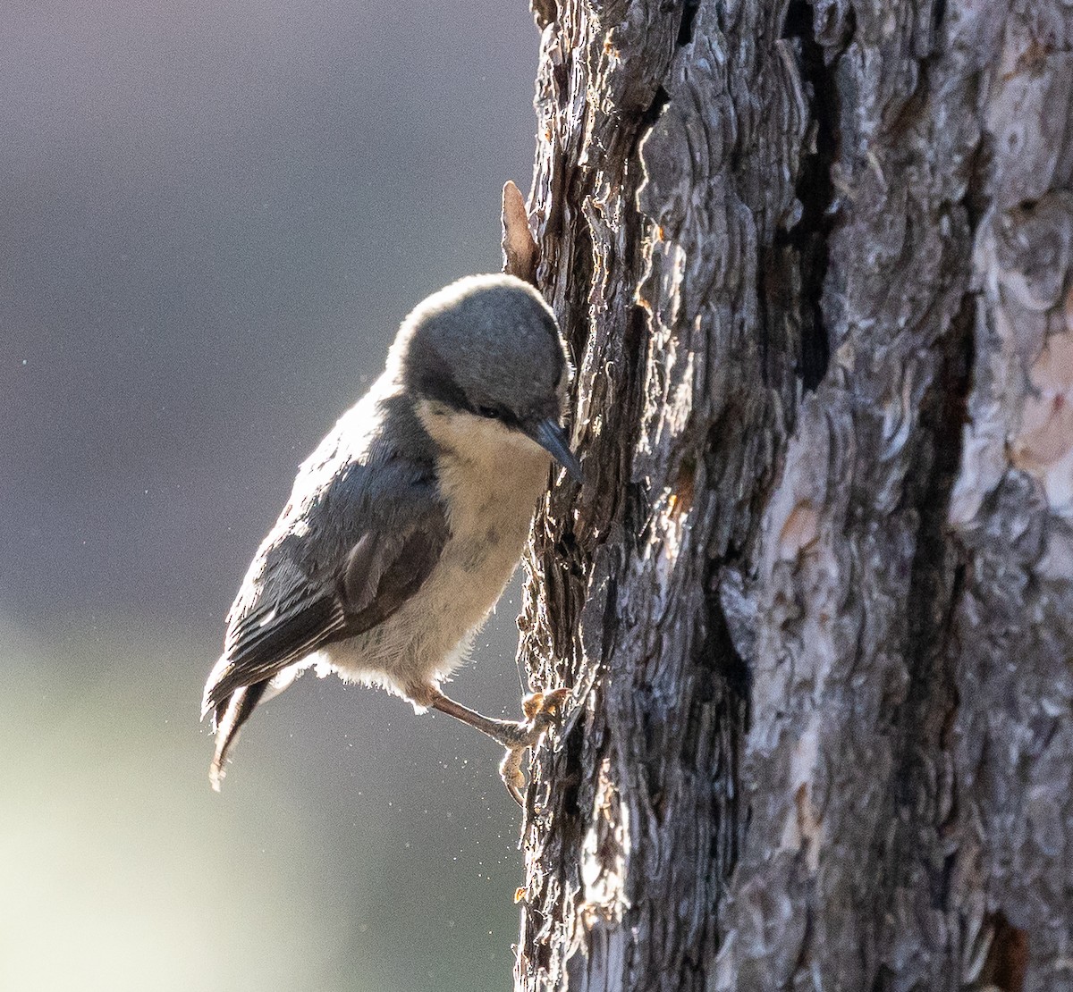 Pygmy Nuthatch - ML638285666