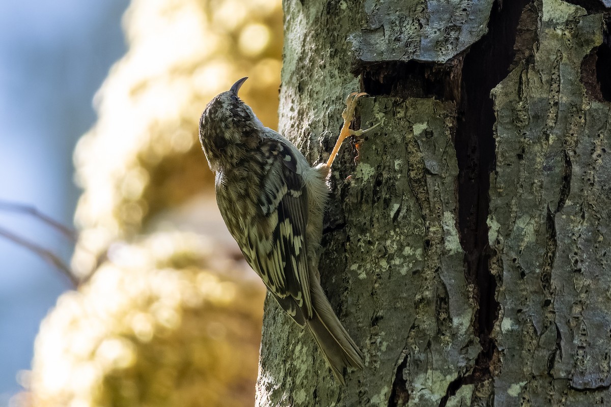 Brown Creeper - ML638285673