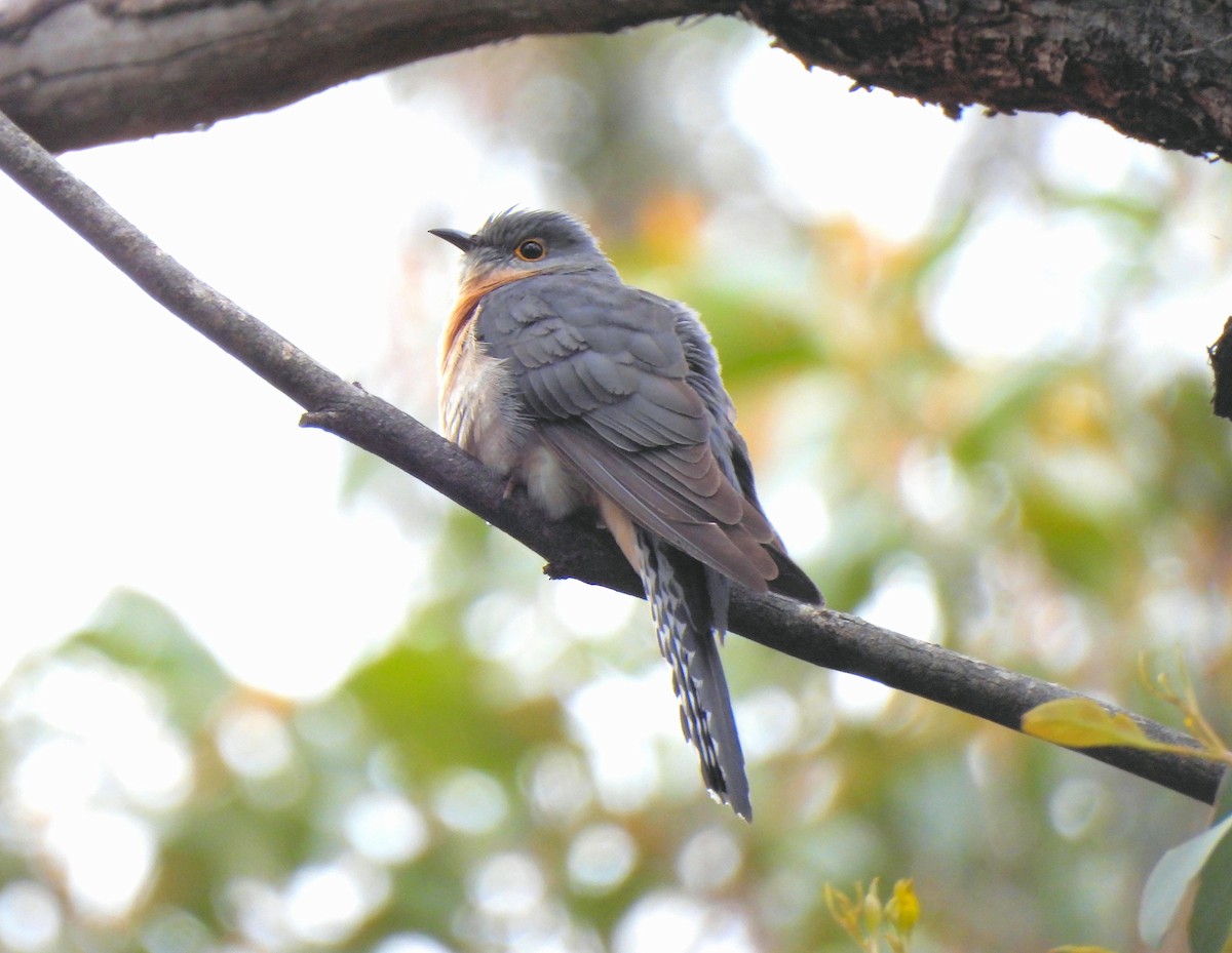 Fan-tailed Cuckoo - ML638285677