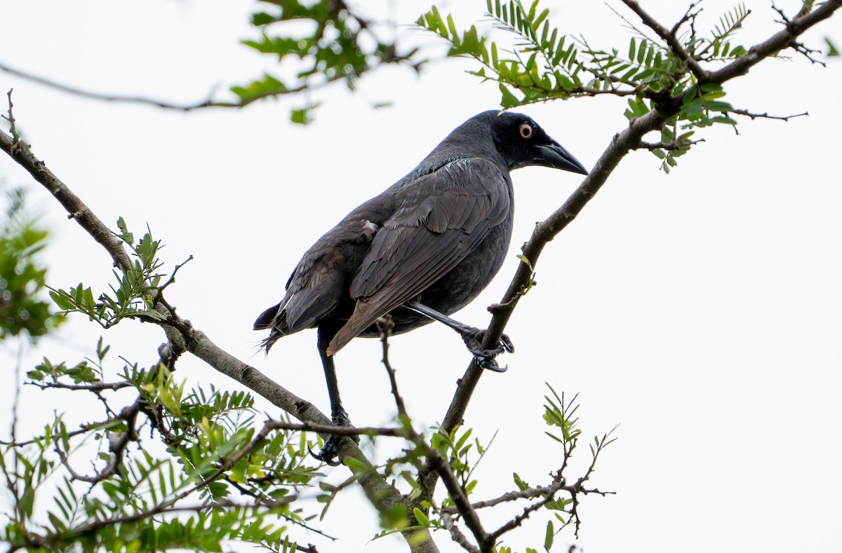 Giant Cowbird - ML638285713