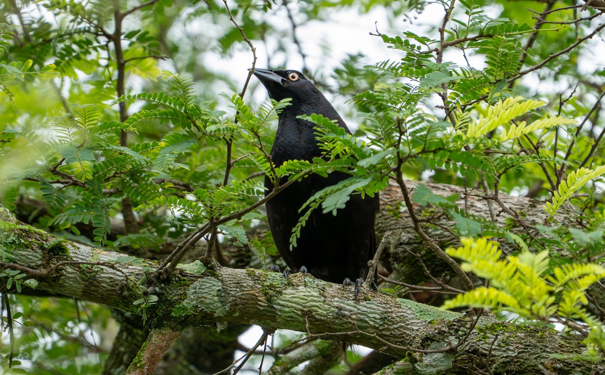 Giant Cowbird - ML638285714