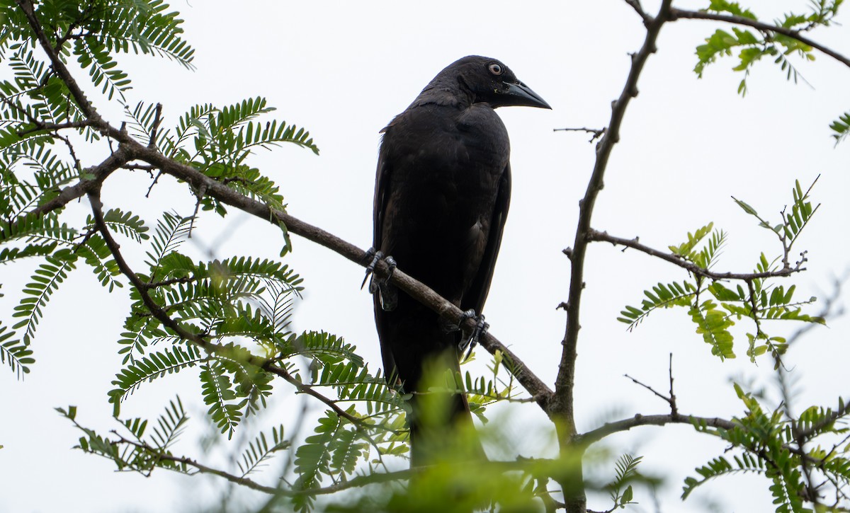 Giant Cowbird - ML638285715