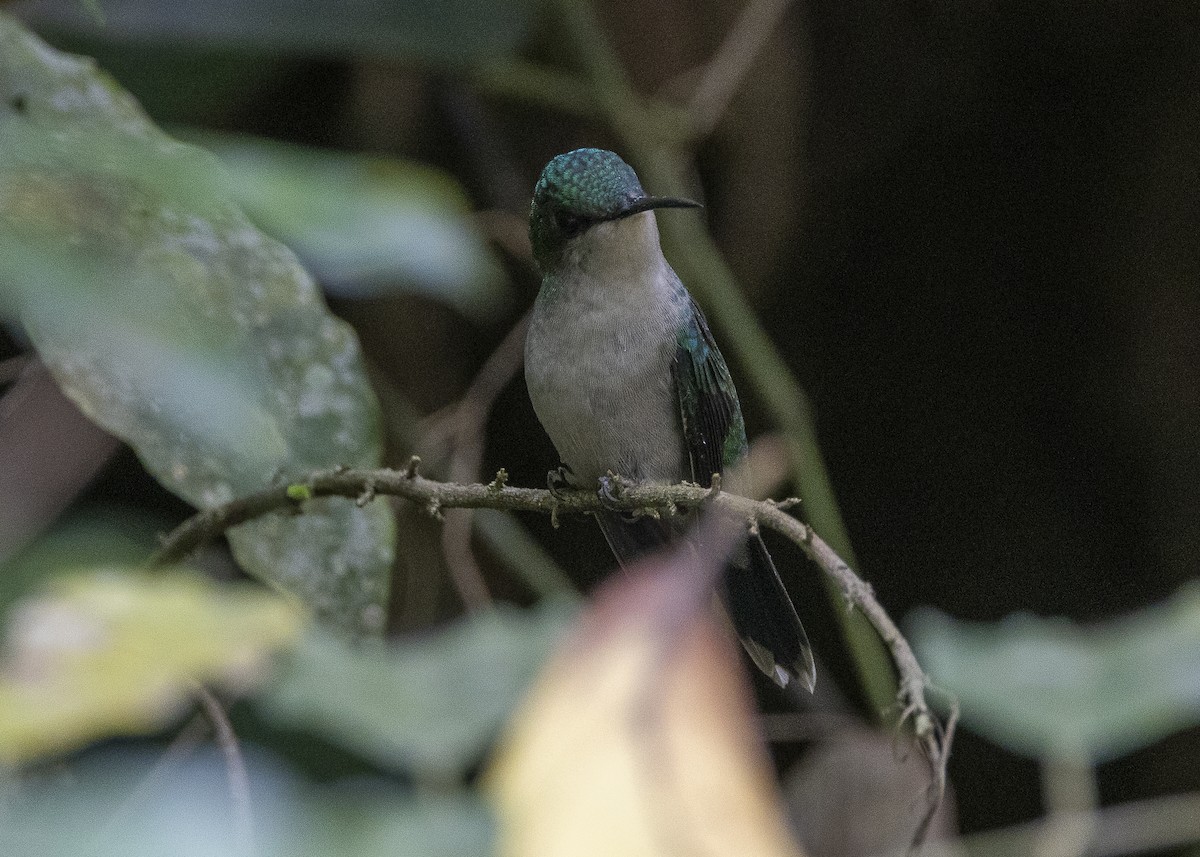 Violet-capped Woodnymph - ML638285717