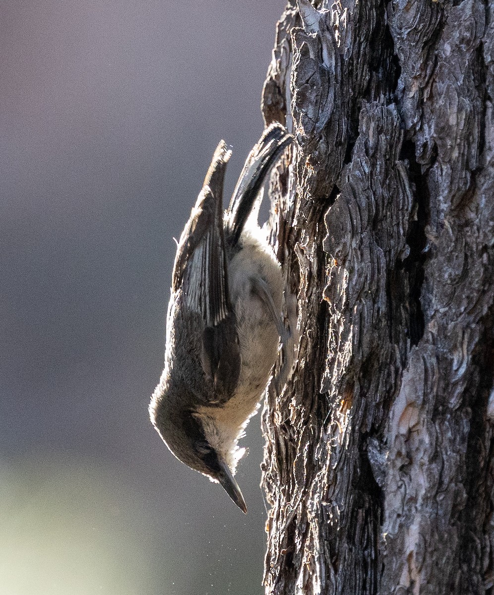 Pygmy Nuthatch - ML638285736