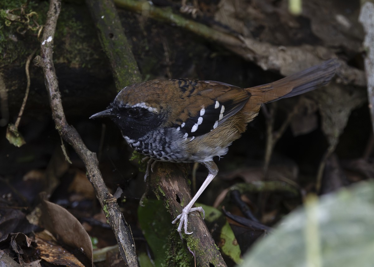 Squamate Antbird - ML638285750