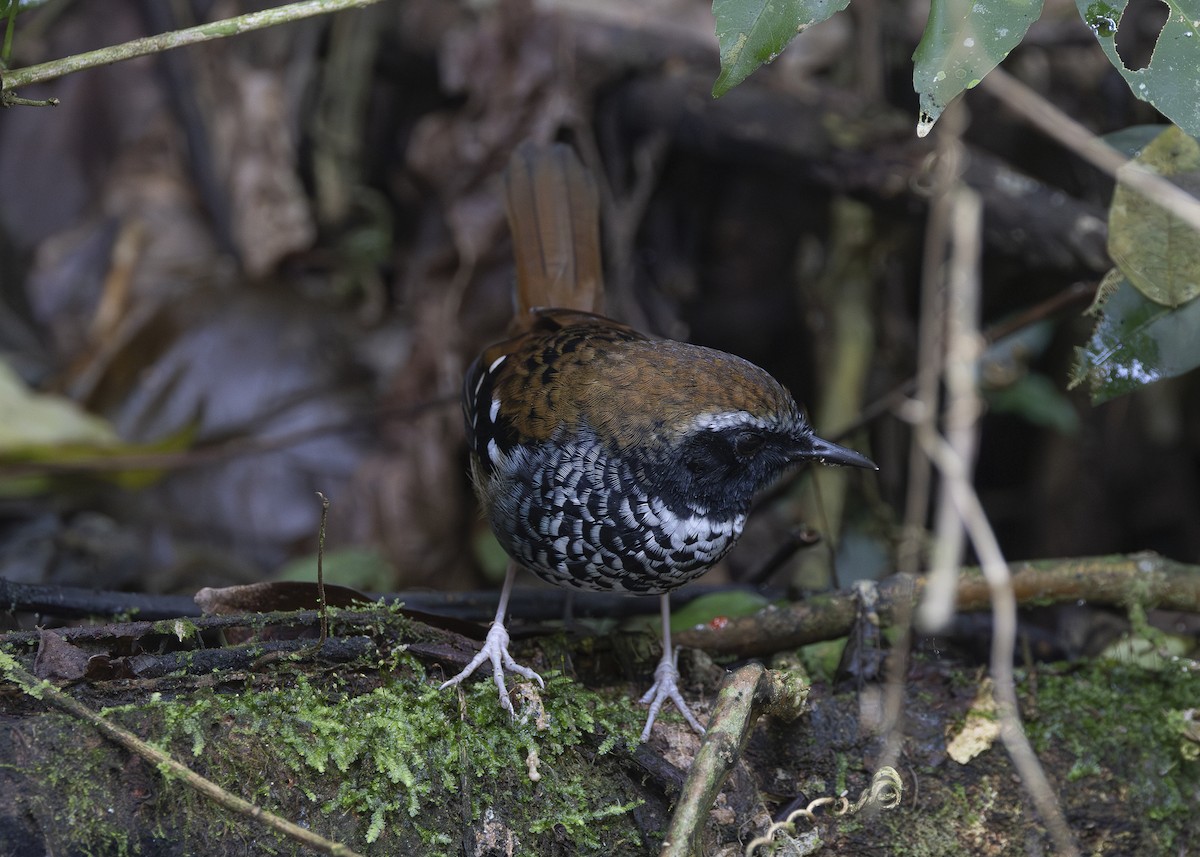 Squamate Antbird - ML638285751