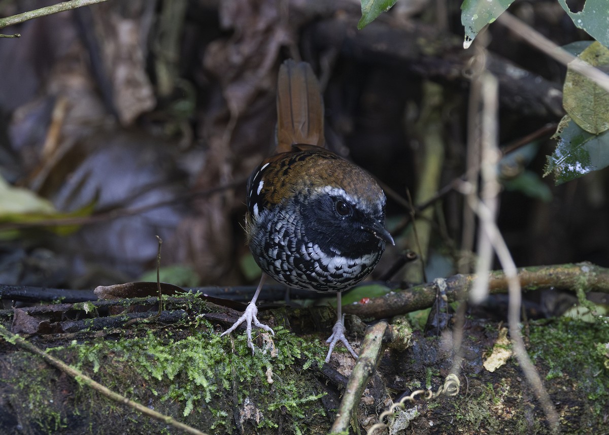 Squamate Antbird - ML638285752