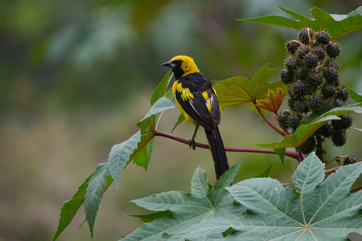 Yellow-tailed Oriole - ML638285755
