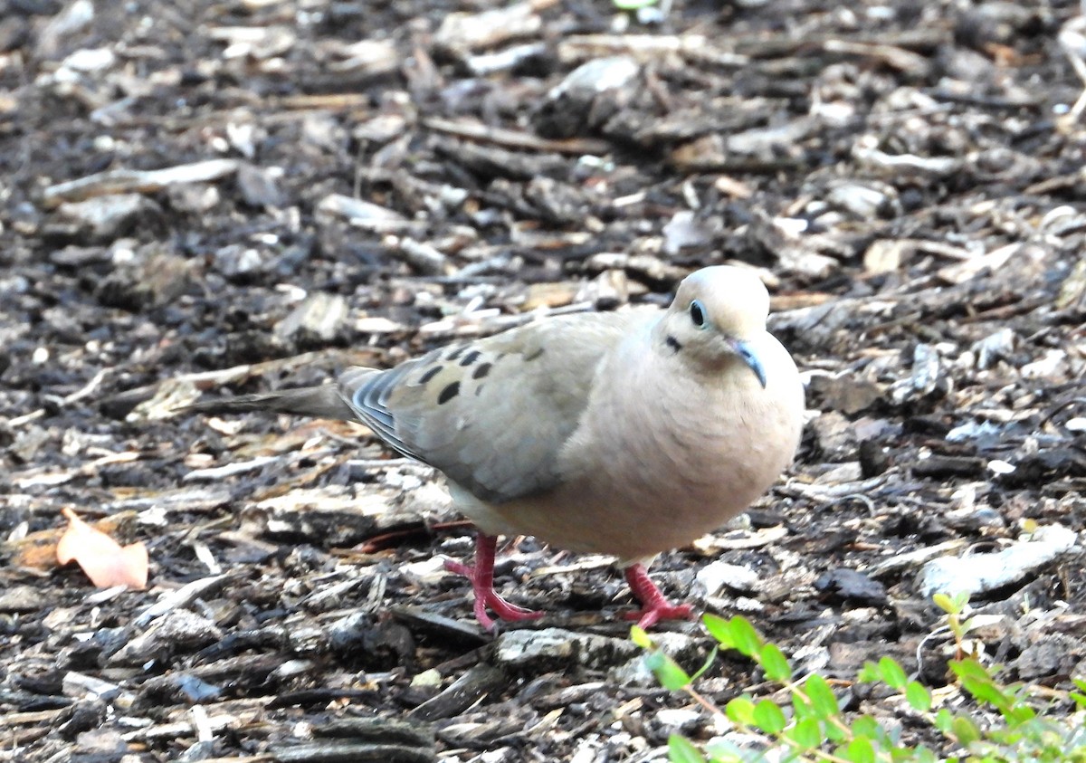 Mourning Dove - ML638285765