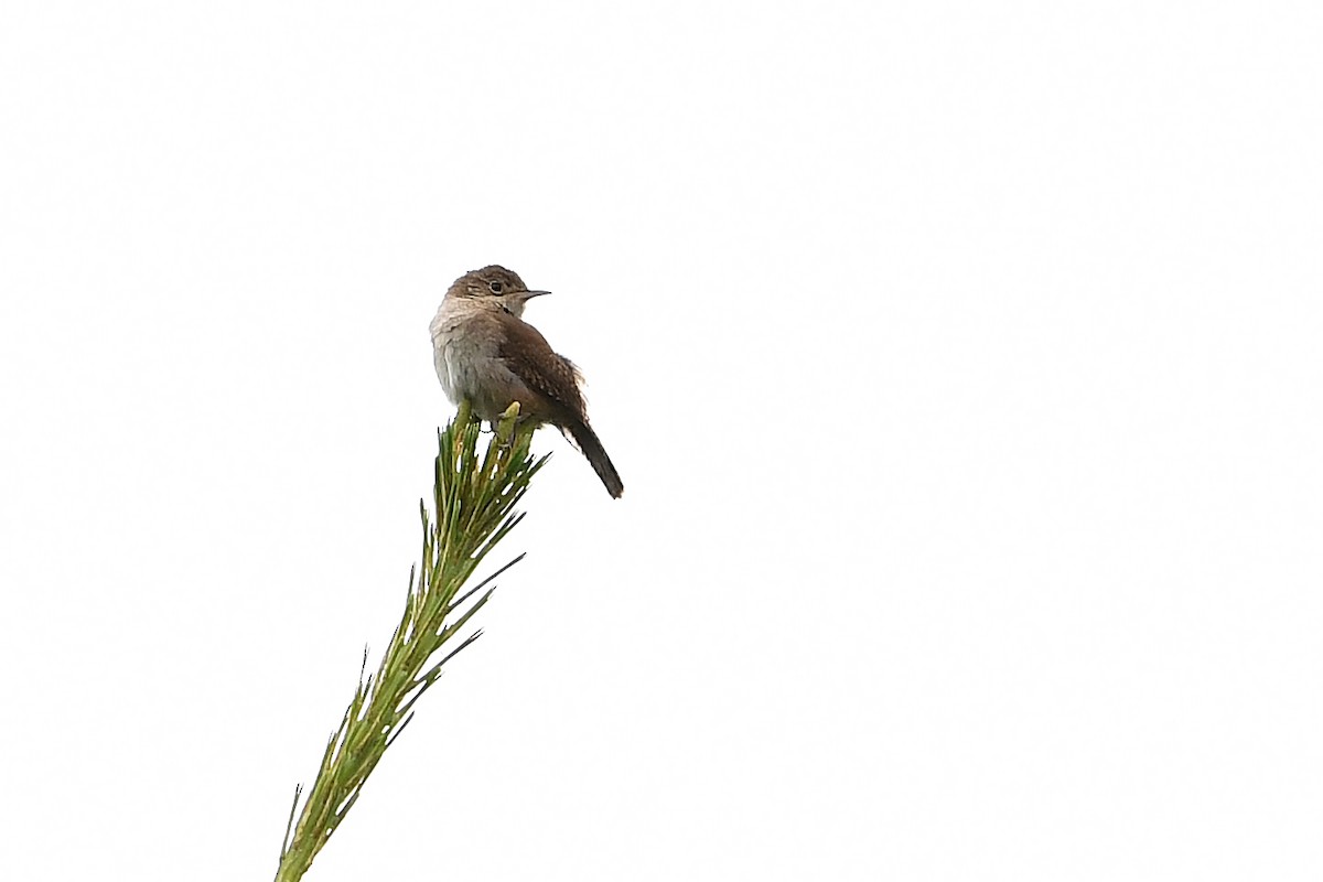 Northern House Wren - ML638285768