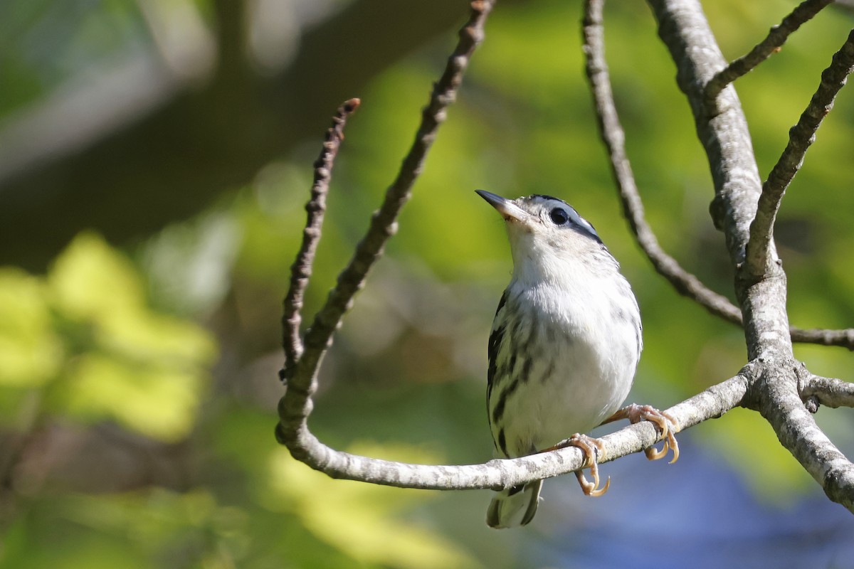 Black-and-white Warbler - ML638285769