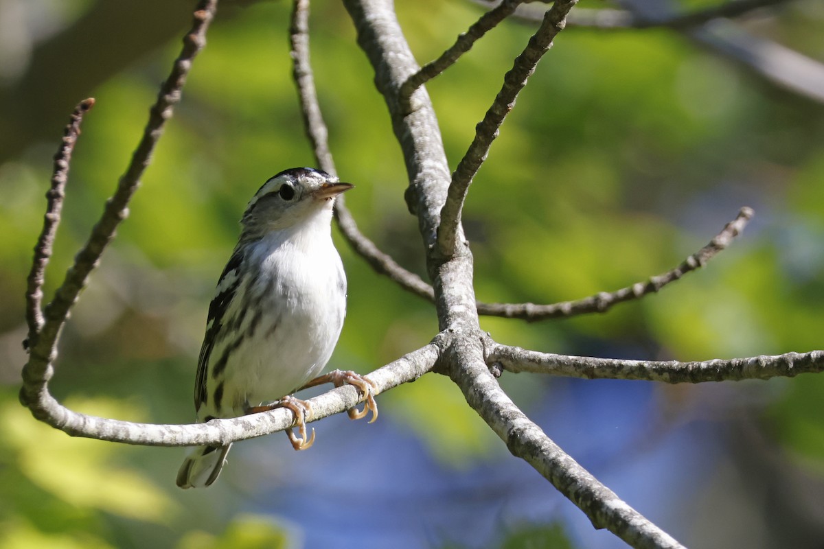 Black-and-white Warbler - ML638285770