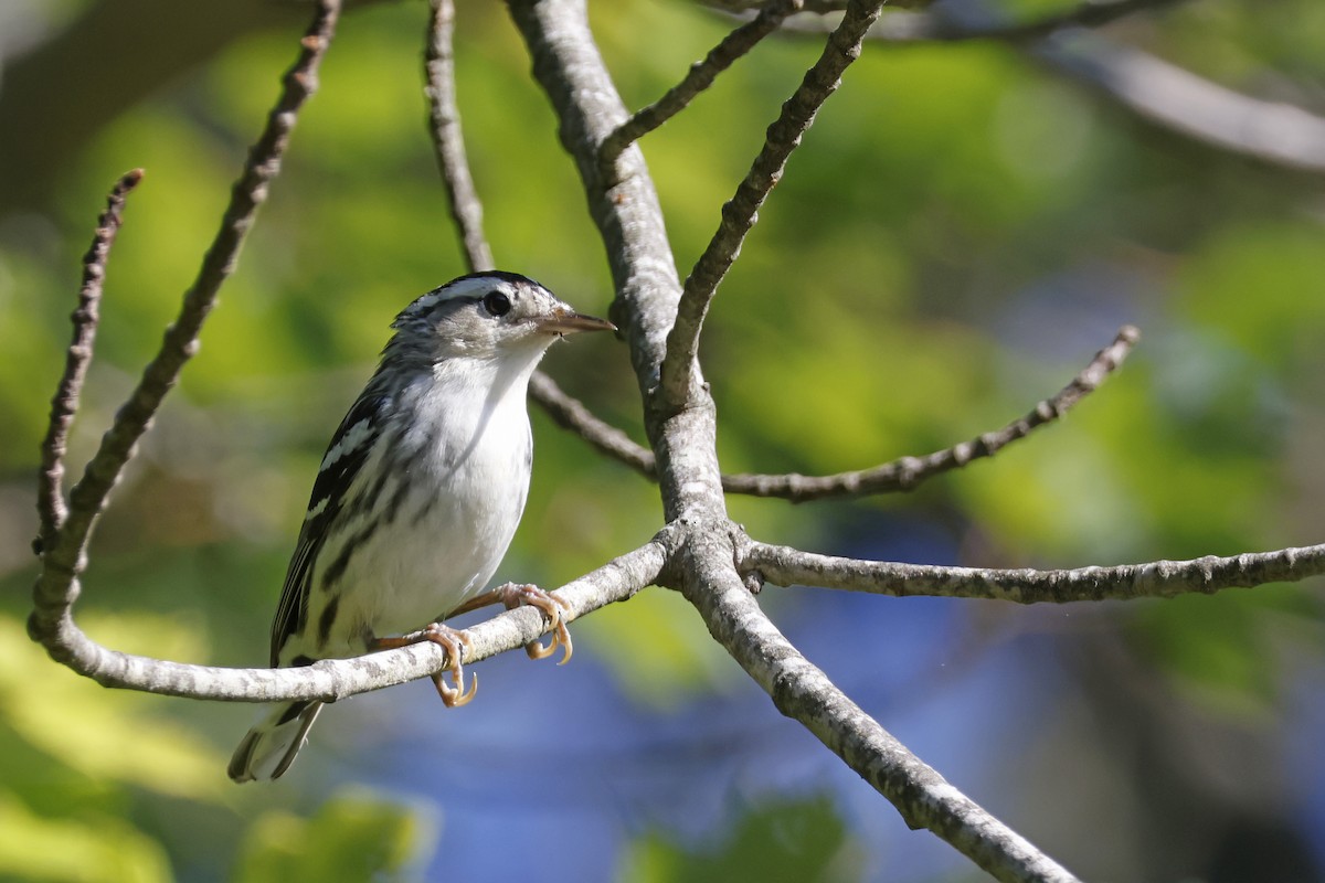 Black-and-white Warbler - ML638285771