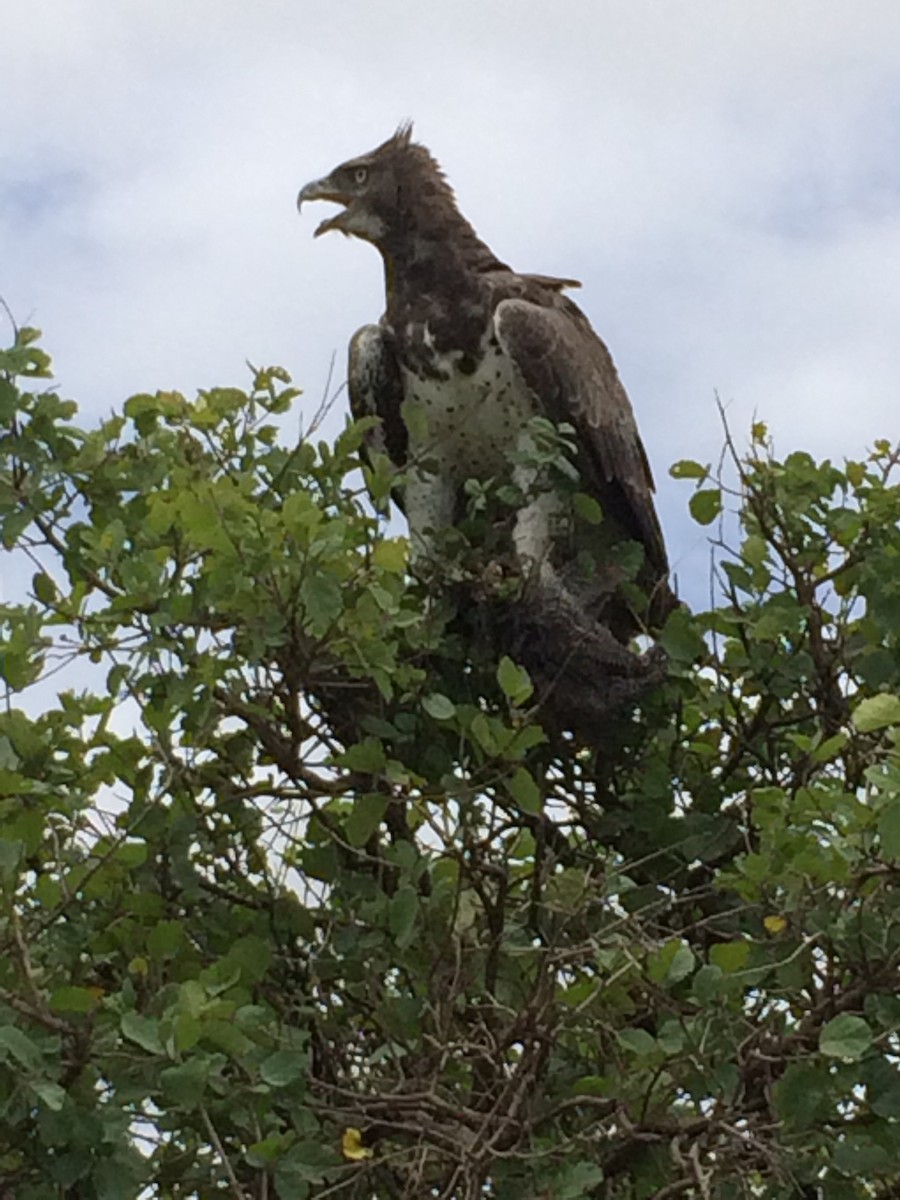 Martial Eagle - ML638285775