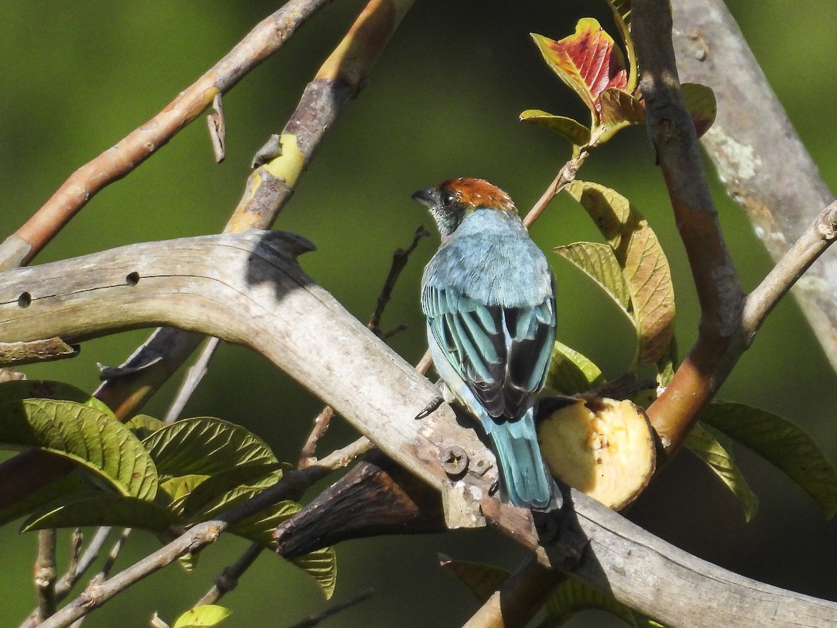Scrub Tanager - ML638285776