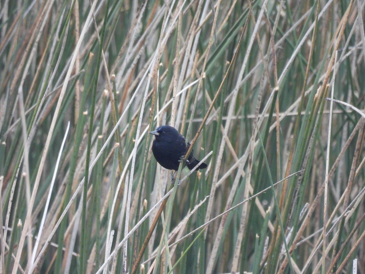 Yellow-winged Blackbird - ML638285777
