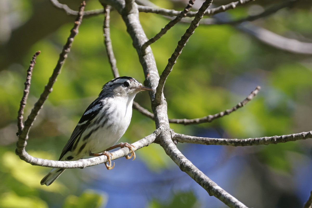 Black-and-white Warbler - ML638285782