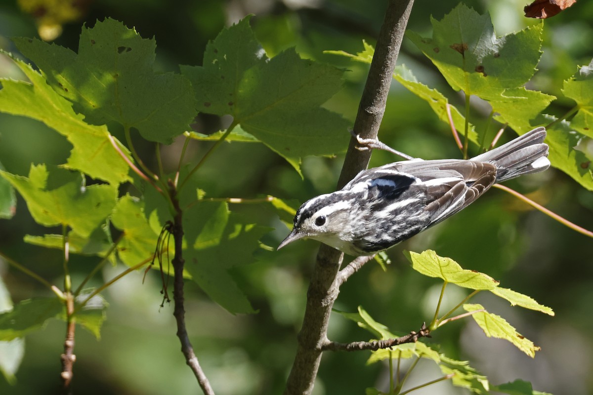 Black-and-white Warbler - ML638285783